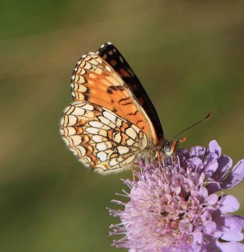 Melitaea diamina vernetensis